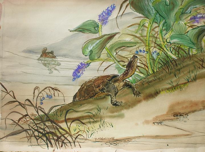 Turtles.jpg - Turtle and Pickerel Weed, watercolor, Collection of Richard Wolff